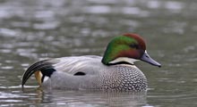 Teals - Falcated